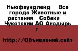 Ньюфаундленд  - Все города Животные и растения » Собаки   . Чукотский АО,Анадырь г.